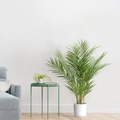 Forever Leaf 30" Artificial Palm Tree In Black Pot, Indoor Artificial Plant For Home Decor -Home Improvement Store GUEST 03e27d88 b25d 4261 baab 02f13c1c2969