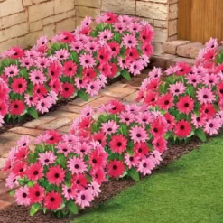 Collections Etc Black Eyed Susan Bushes Set 3 -Home Improvement Store GUEST 0c04d351 b53d 4324 b9bd 38f7ea7355c9