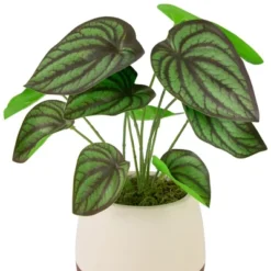 Northlight 10.25" Artificial Peperomia Plant In Two-Tone Ceramic Pot -Home Improvement Store GUEST 247ab378 491f 4bdc 94d9 eaa7465167c3