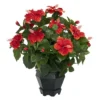 Nearly Natural 20-in Hibiscus W/Black Hexagon Vase Silk Plant
