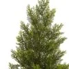 36" Mini Cedar Pine Tree (Indoor/Outdoor) - Nearly Natural