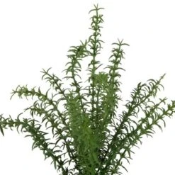 Northlight Real Touch™ Artificial Thyme Plant In Gray Ceramic Pot - 15" -Home Improvement Store GUEST 3b1307e9 2ae1 4185 8a5f 9ccf8b567c12