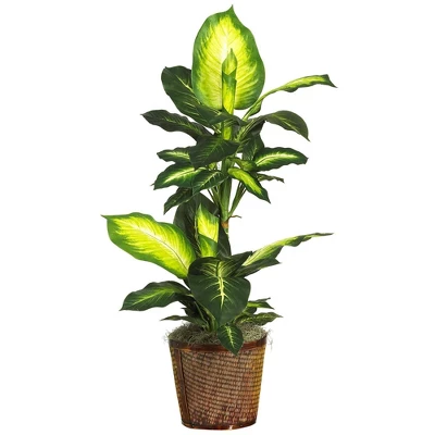 Nearly Natural 42-in Golden Dieffenbachia W/Basket Silk Plant" 1 Nearly Natural 42-in Golden Dieffenbachia W/Basket Silk Plant"