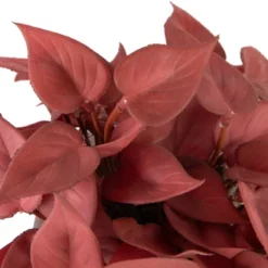 Northlight Real Touch™ Brick Red Artificial Peperomia Plant In Square Lattice Designed Pot - 7 " -Home Improvement Store GUEST 70def9b5 7523 4339 9c8e 8910be785f4f