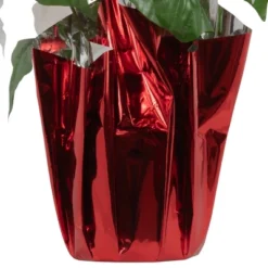 Northlight 14.5" White Artificial Christmas Poinsettia With Red Wrapped Base -Home Improvement Store GUEST 92ac672c 696d 4013 8c71 de671af28eab