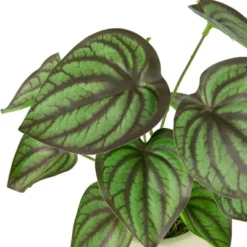 Northlight 10.25" Artificial Peperomia Plant In Two-Tone Ceramic Pot -Home Improvement Store GUEST c2672db8 86e5 4fc6 9ac4 75c6abe68940