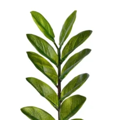 28" Artificial Zamifolia Bush With Pot - Vickerman -Home Improvement Store GUEST cb10619c 8226 465d ac57 5ed4beedf94e