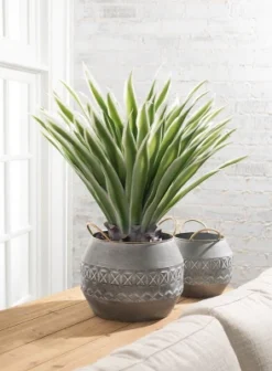 Sullivans Artificial Potted Varigated Agave 26"H Green -Home Improvement Store GUEST eef1b541 eb87 4304 991b 3cc22d68c8ee