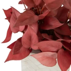 Northlight Real Touch™ Brick Red Artificial Peperomia Plant In Square Lattice Designed Pot - 7 " -Home Improvement Store GUEST f8be36eb 260a 4740 a2df be126ce6c18d